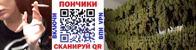 что такое Шебекино Конопля гибрид